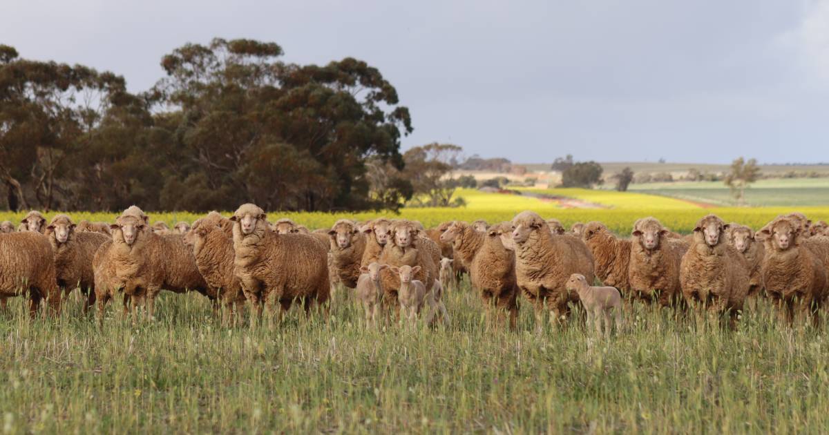 Positive signs for WA sheep and wool