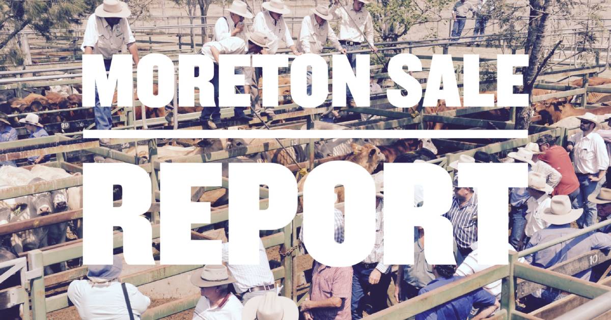 Santa Gertrudis feeder steers make 307c/$1013 at Moreton | Queensland Country Life