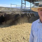 Santa Gertrudis feeder steers make 307c/$1013 at Moreton | Queensland Country Life