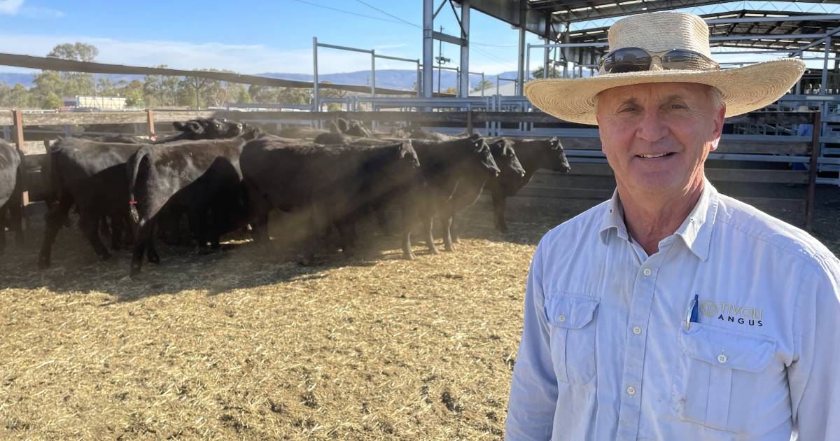 Angus cows sell to $3300 in the Hunter