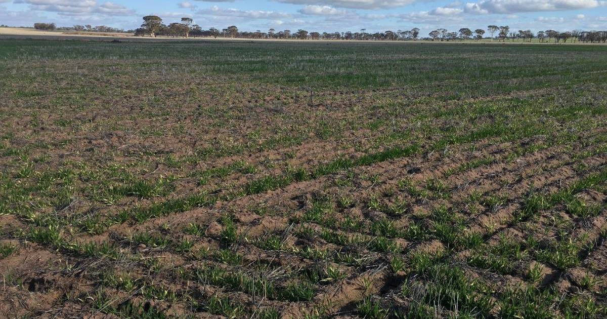 Farmer disappointed by herbicide response