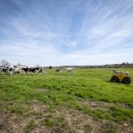 Cattle feeders enjoying a hot run