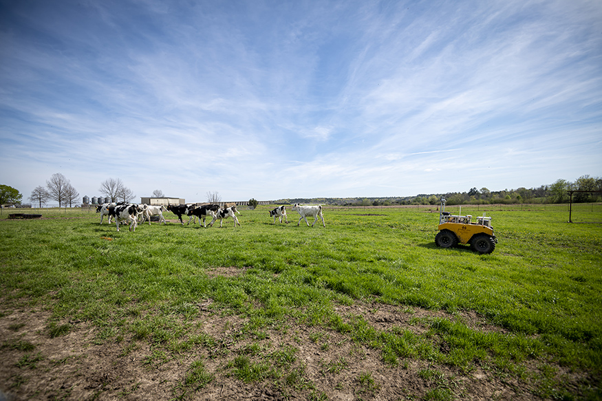 MSU: Autonomous cattle herding possible game changer