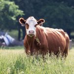 Certified Angus Beef expands offering with grass-fed beef