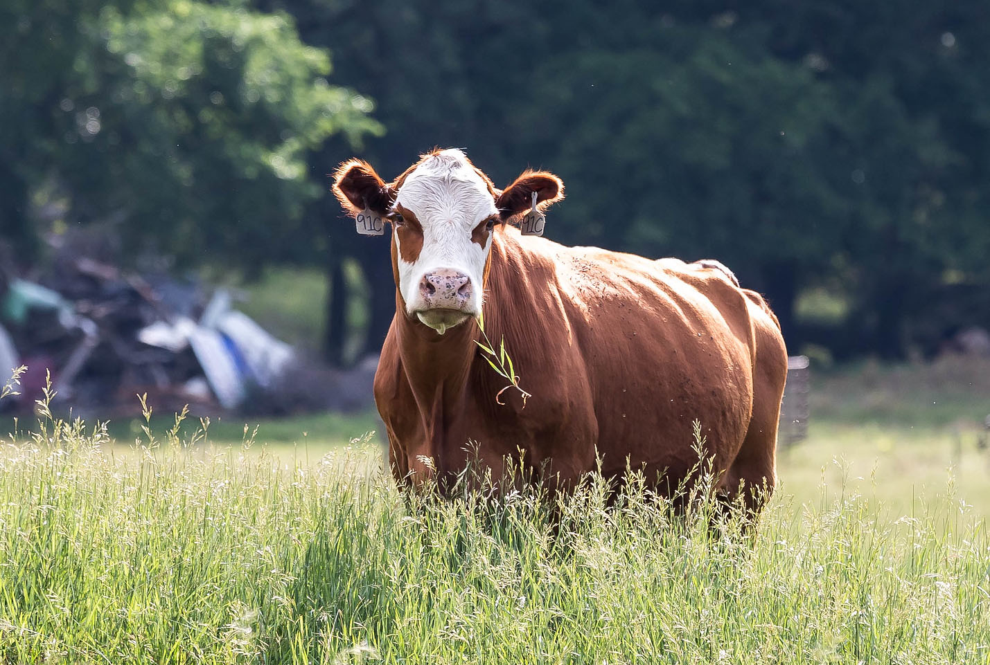 Calculating depreciation in the cow herd