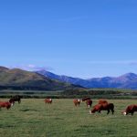 MSU: Autonomous cattle herding possible game changer