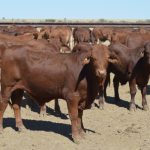 Gina Rinehart led Hancock Agriculture buys Packhorse properties | Queensland Country Life