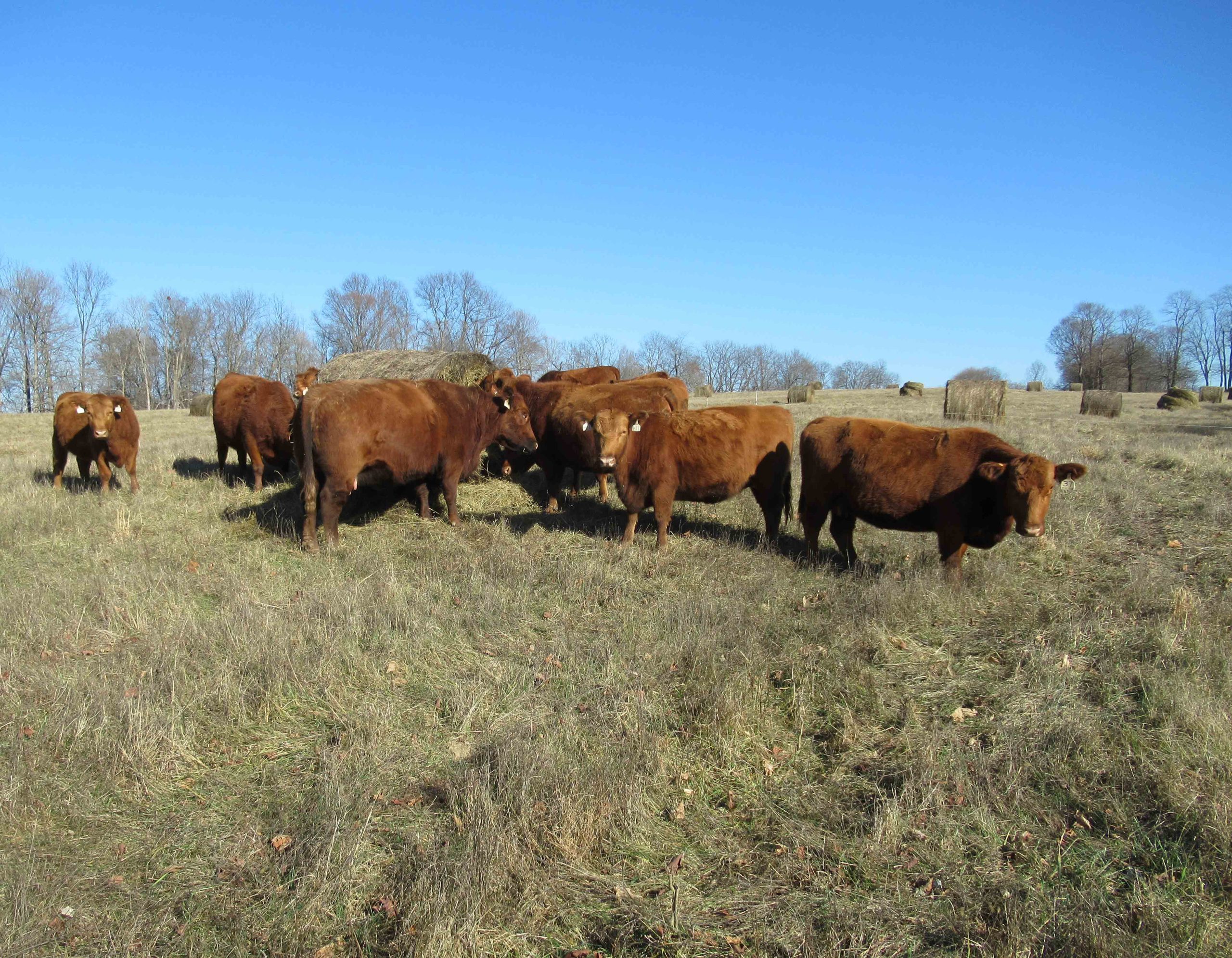 Bale grazing study yields positive results in Kentucky