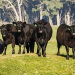 From fashion industry to feedlot management