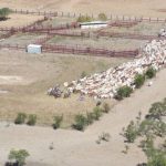 Flooding forces buffalo on 5000km road trip | Queensland Country Life