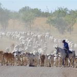 Cloncurry cowboys dominate inaugural Road to Rodeo Mount Isa