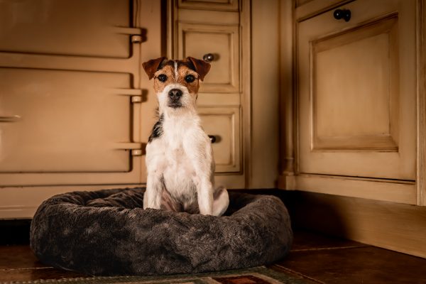 Jack Russells: The first dog breed in history to earn a spot on a British Queen’s coronation gown