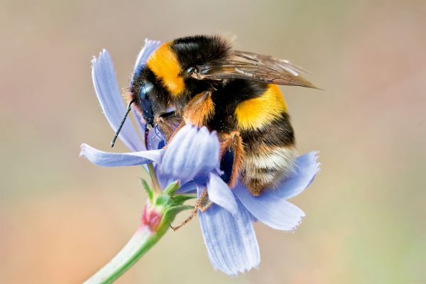 The seven bumblebees you’ll see in Britain, and how to identify them