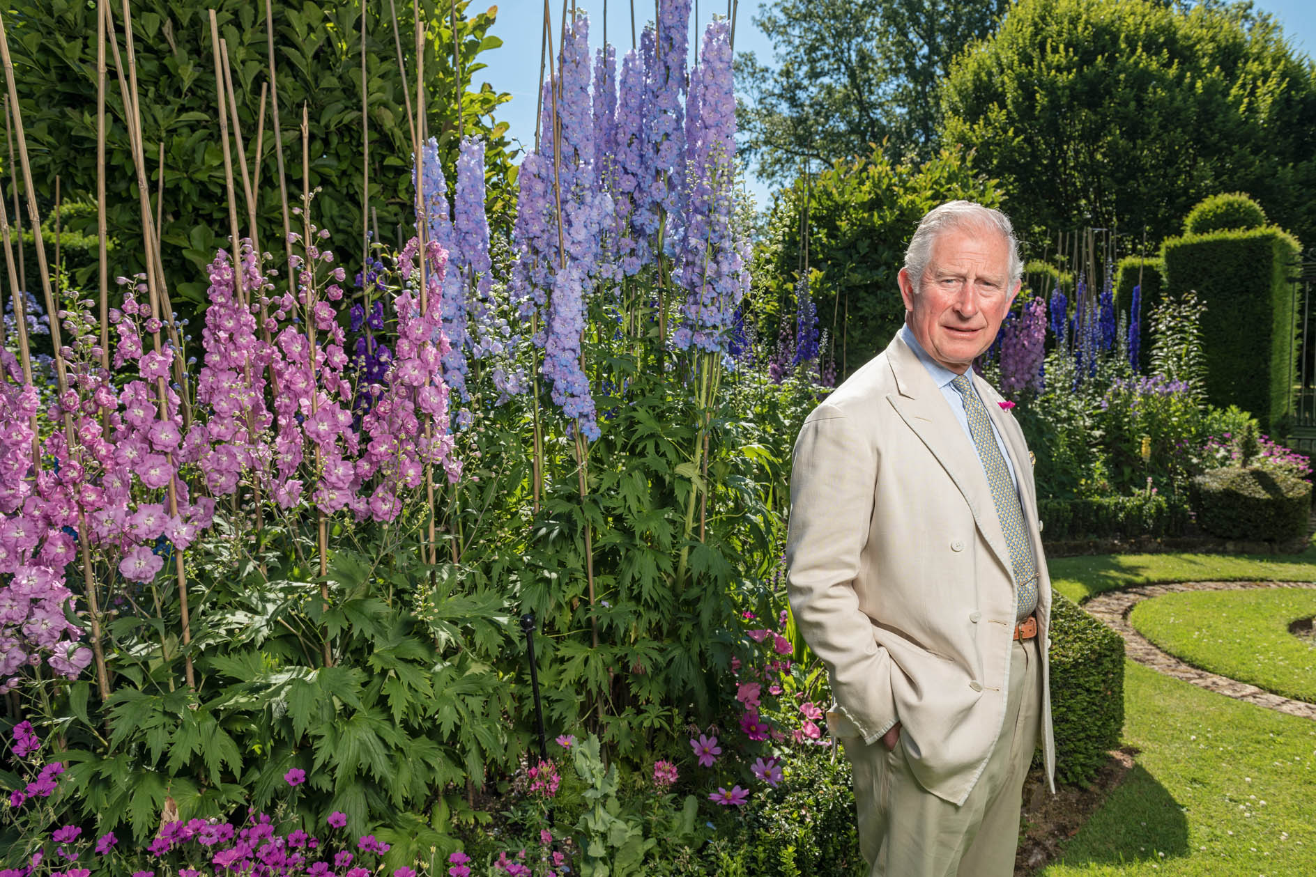 How to grow delphiniums: Which ones to plant, where to place them, and how to make them thrive