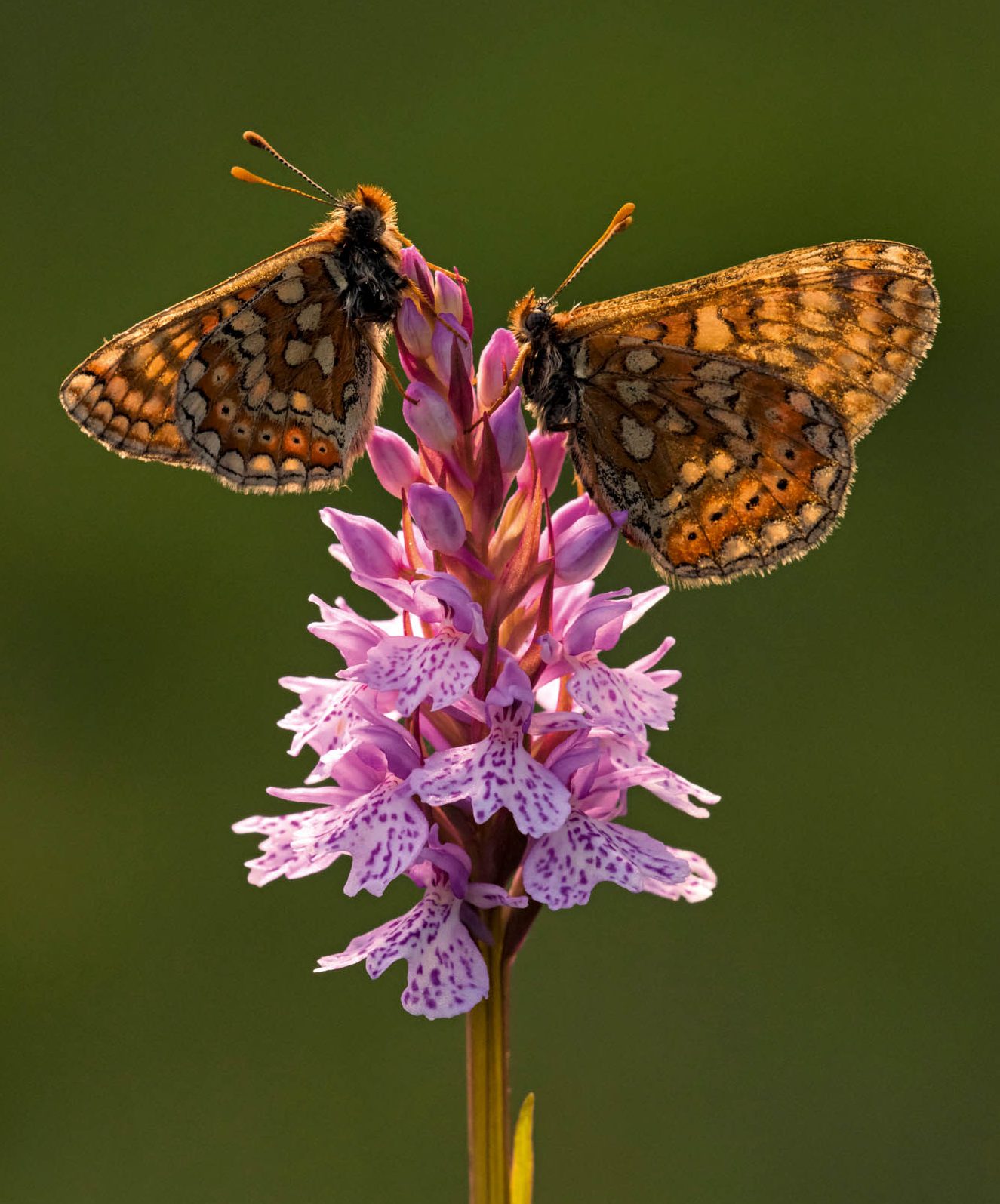 Where to see Britain’s last remaining wild orchids, by the ‘orchid thief’ who risked prison to save these beautiful plants