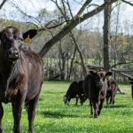 Rural vet group launches HECS relief program