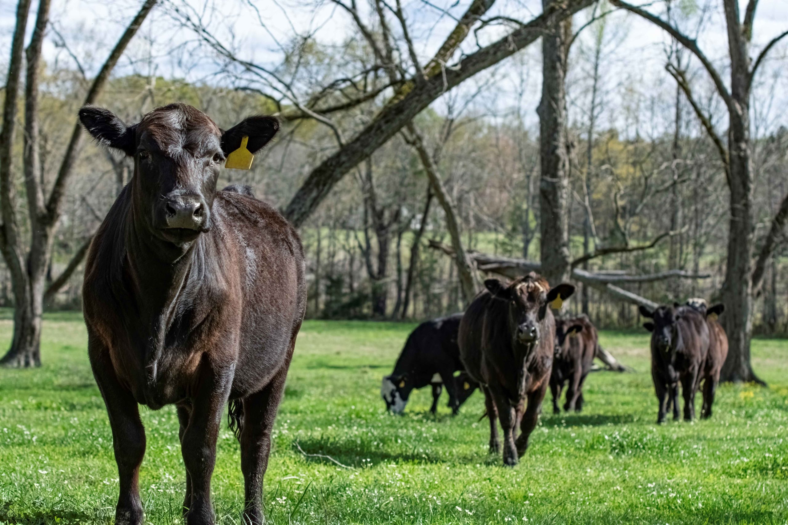 Southeast Grazing Exchange connects farmers, ranchers