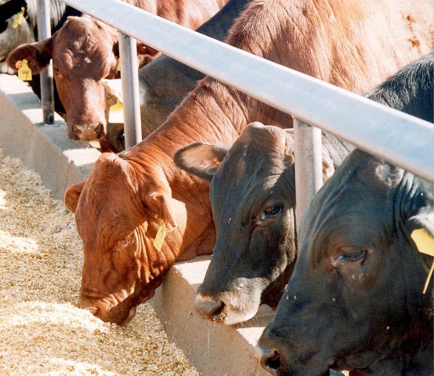 Cost-of-gain in feedlot cattle lines up with feeder cattle prices