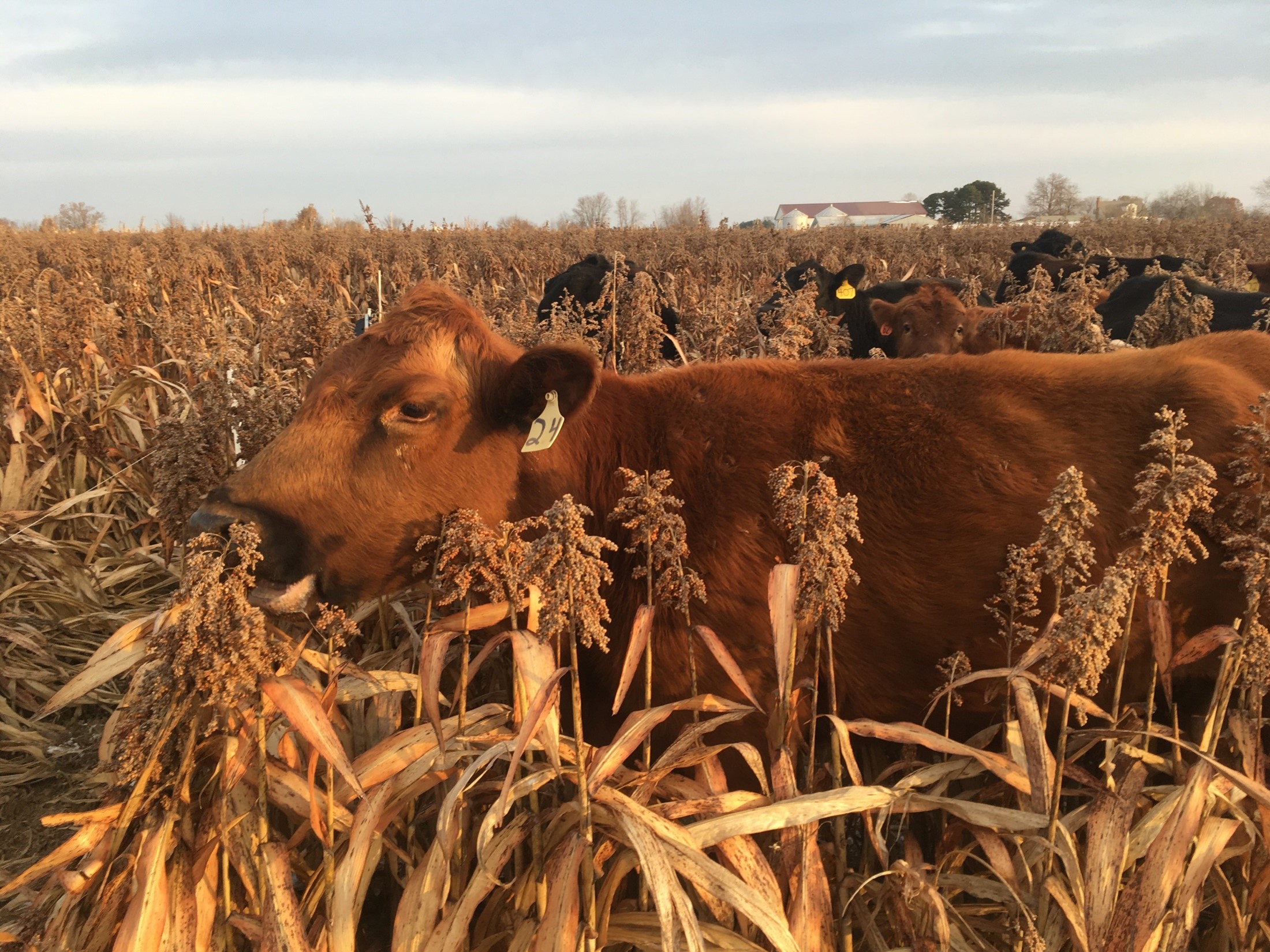 Plant milo now to provide cost-saving cattle feed next winter