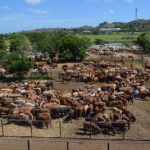 Roma sale 30 May 2023: Light restocker cattle firm