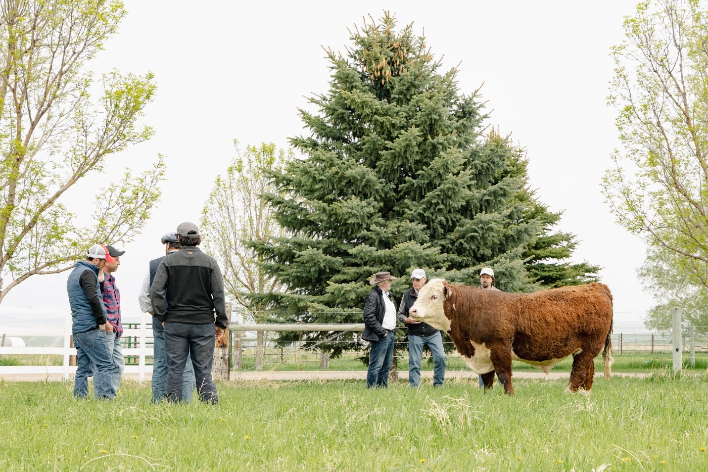 Montana welcomes Chilean cattle trade delegation