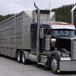 High return, easy money? | Beef Magazine