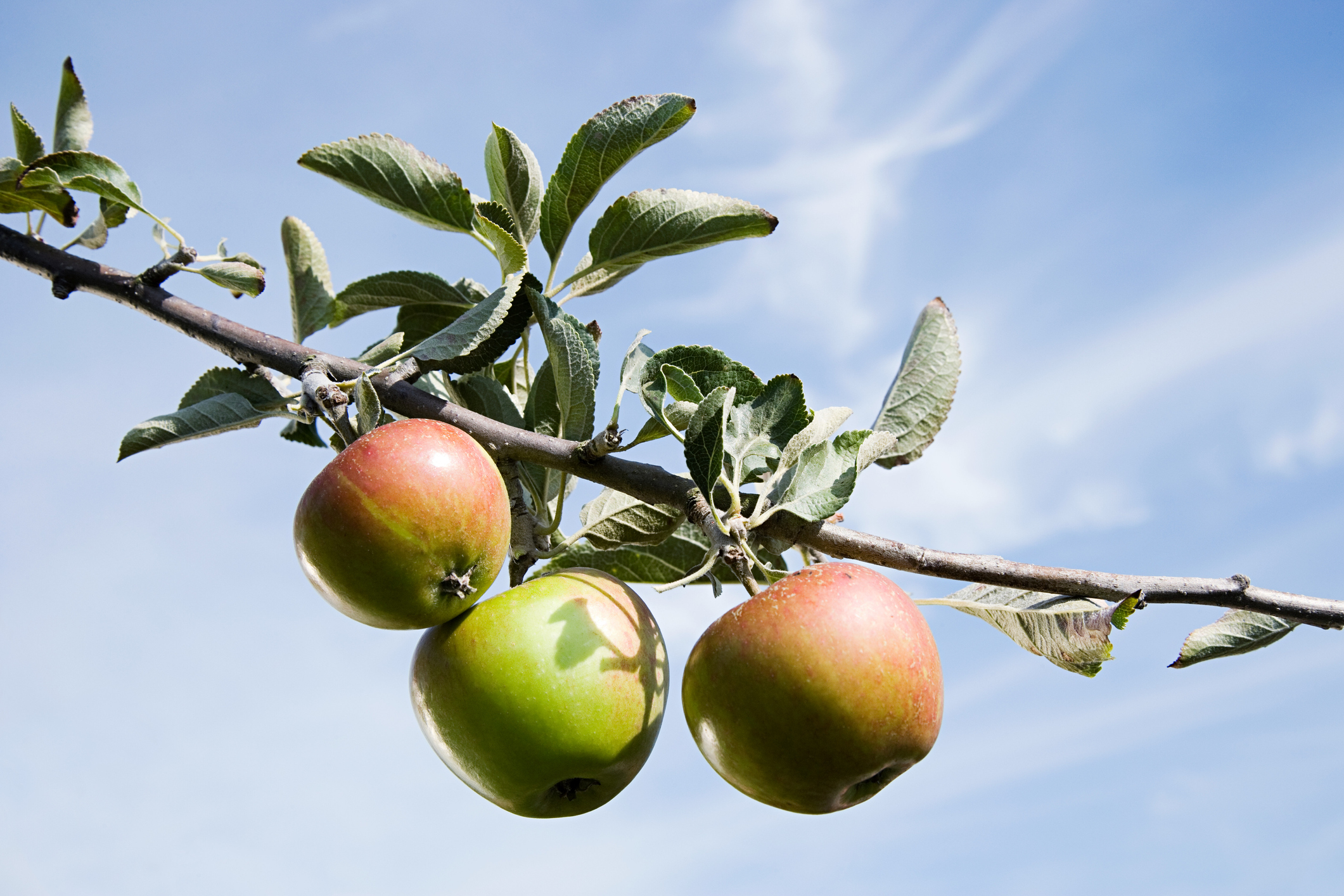 When will your fruit be ready to pick? A complete A-to-Z guide to fruit in the gardens of Britain