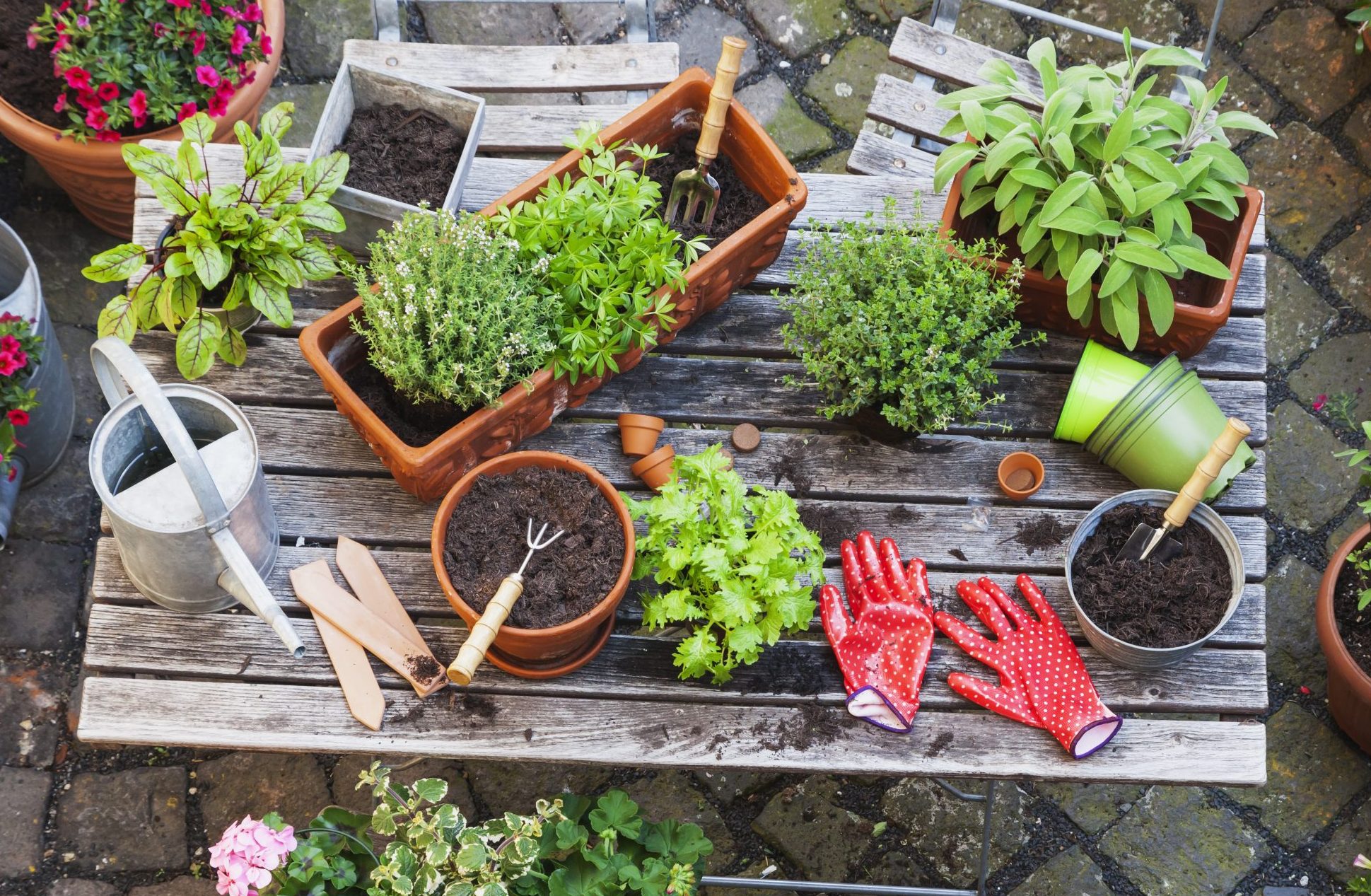 Anna Pavord: A natural-born-hoarder’s guide to getting rid of all those plants that really must go