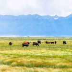 Cattle feeders enjoying a hot run