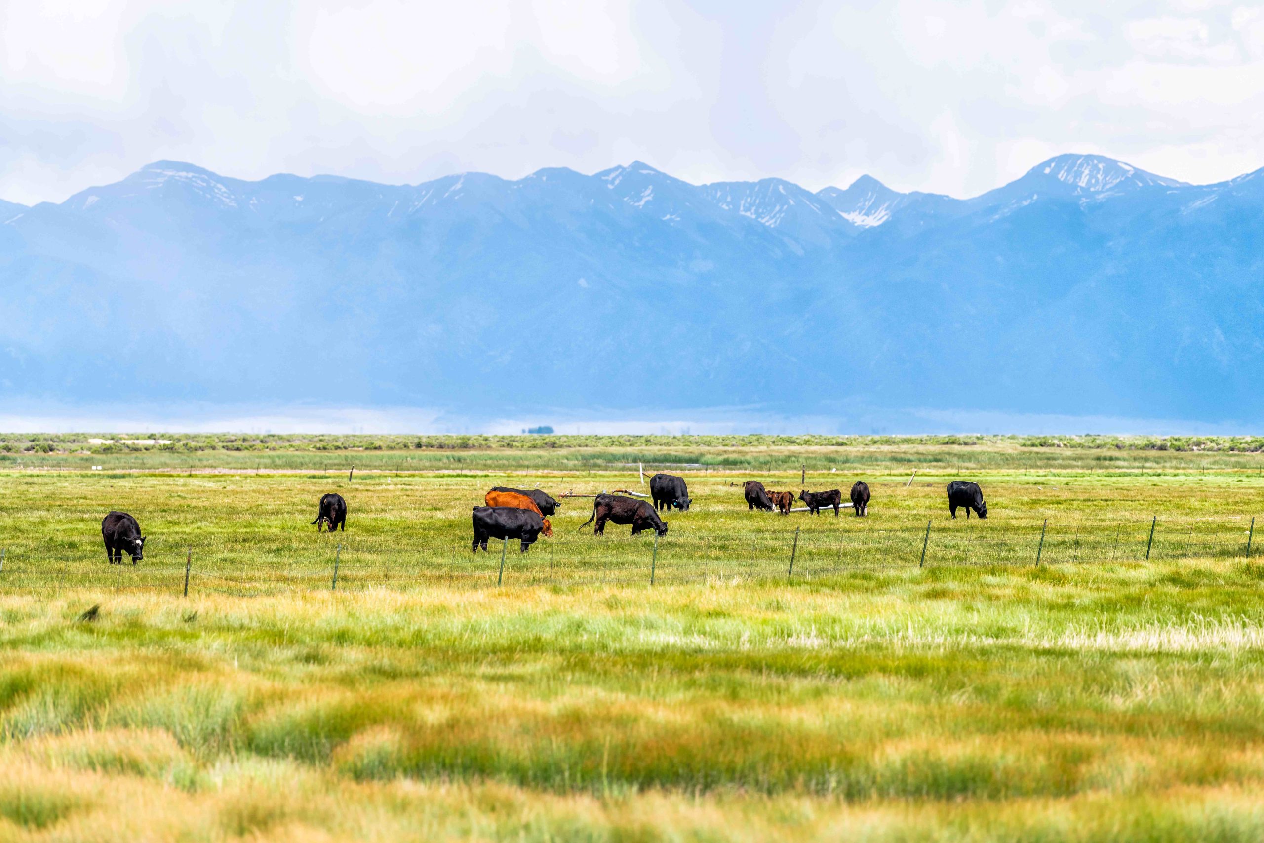 Study reveals how grazing management affects cattle weight gain