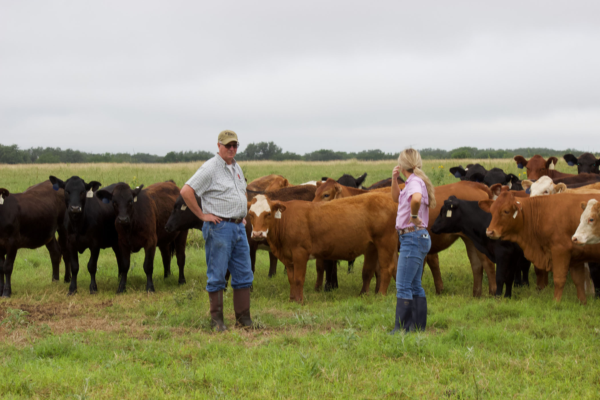 Genetics can improve livestock grazing in the heat