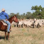 Carnamah seeding has been delayed after minimal rain, while it’s full steam ahead in Narrogin | Farm Weekly