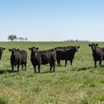 Strong rebound in demand for U.S. beef in Mexico