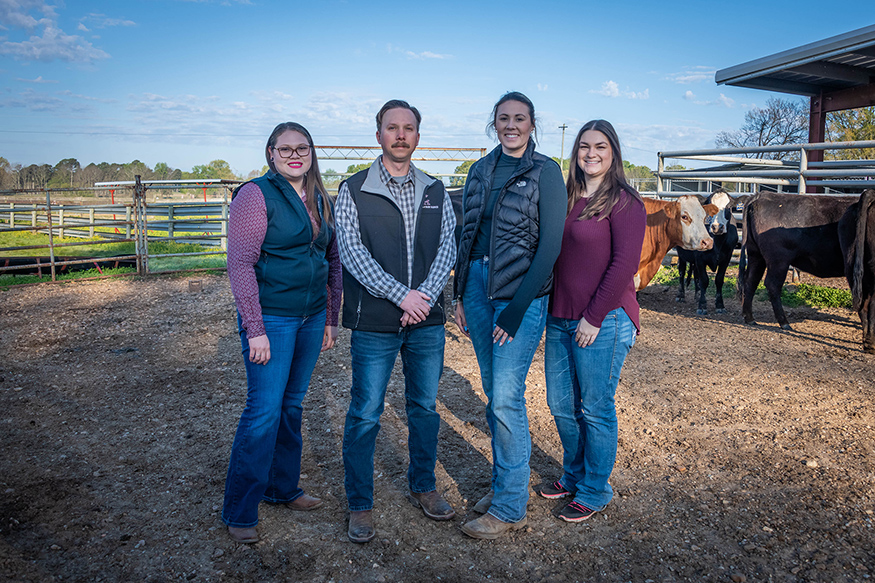 Melatonin awakens MSU scientists to its health benefits for cattle