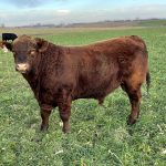 Global beef market outlook | Beef Magazine