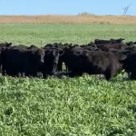 Qld bulls fly 7000km to improve genetics and livelihoods