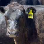 Researchers generate cattle blastoids to aid in reproduction