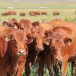 Aaron Friedt joins American Hereford Association