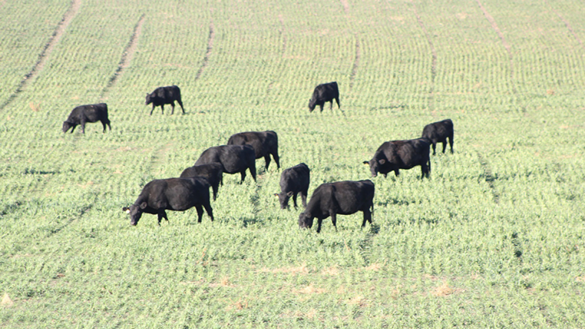 Winter wheat may be more valuable for grazing, hay crop this spring