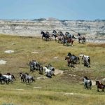 Benefits of an electric fence in a grazing management plan