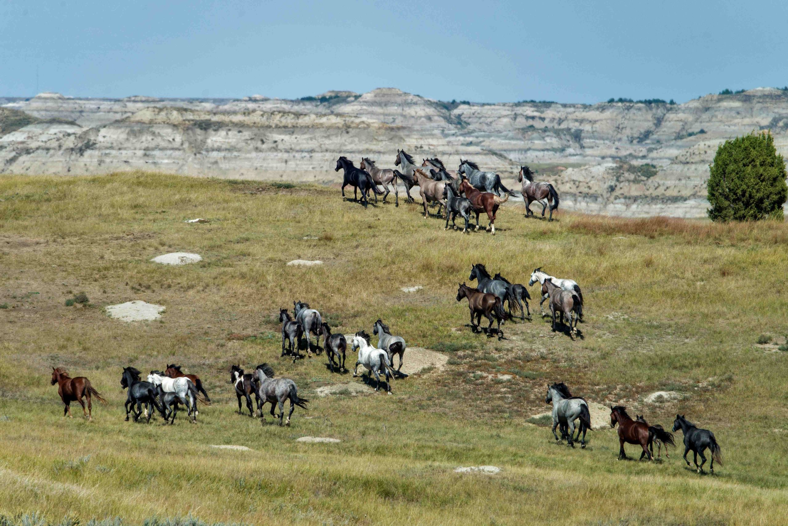 UW, Oklahoma State call for single approach on wild horses