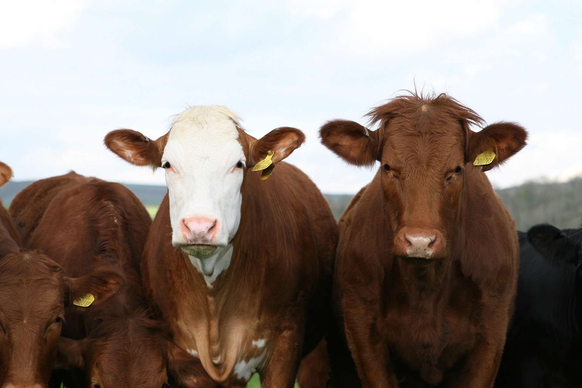 Atypical Bovine Spongiform Encephalopathy detected in South Carolina