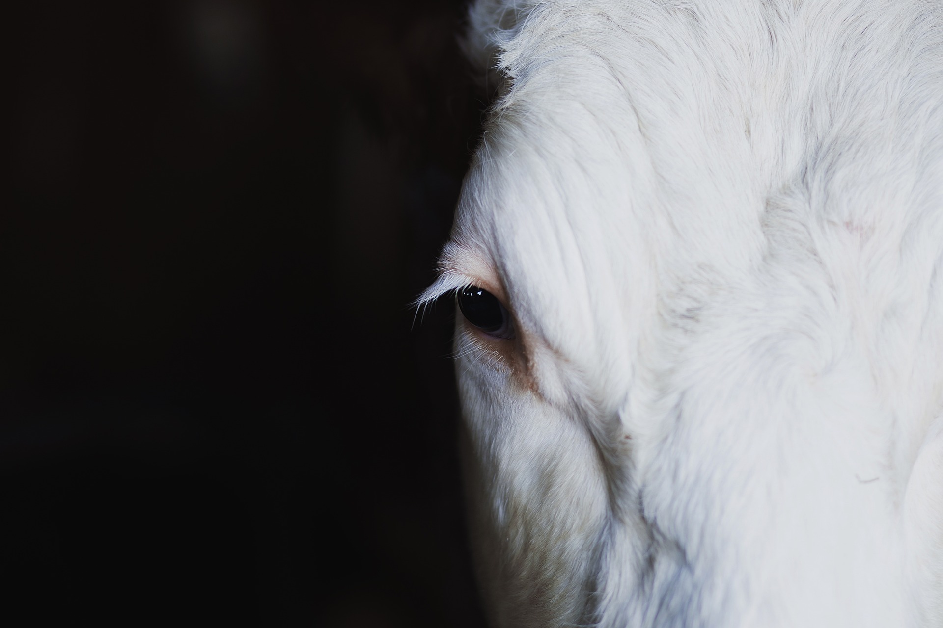 Texas cattle feeding Ponzi scheme exposed