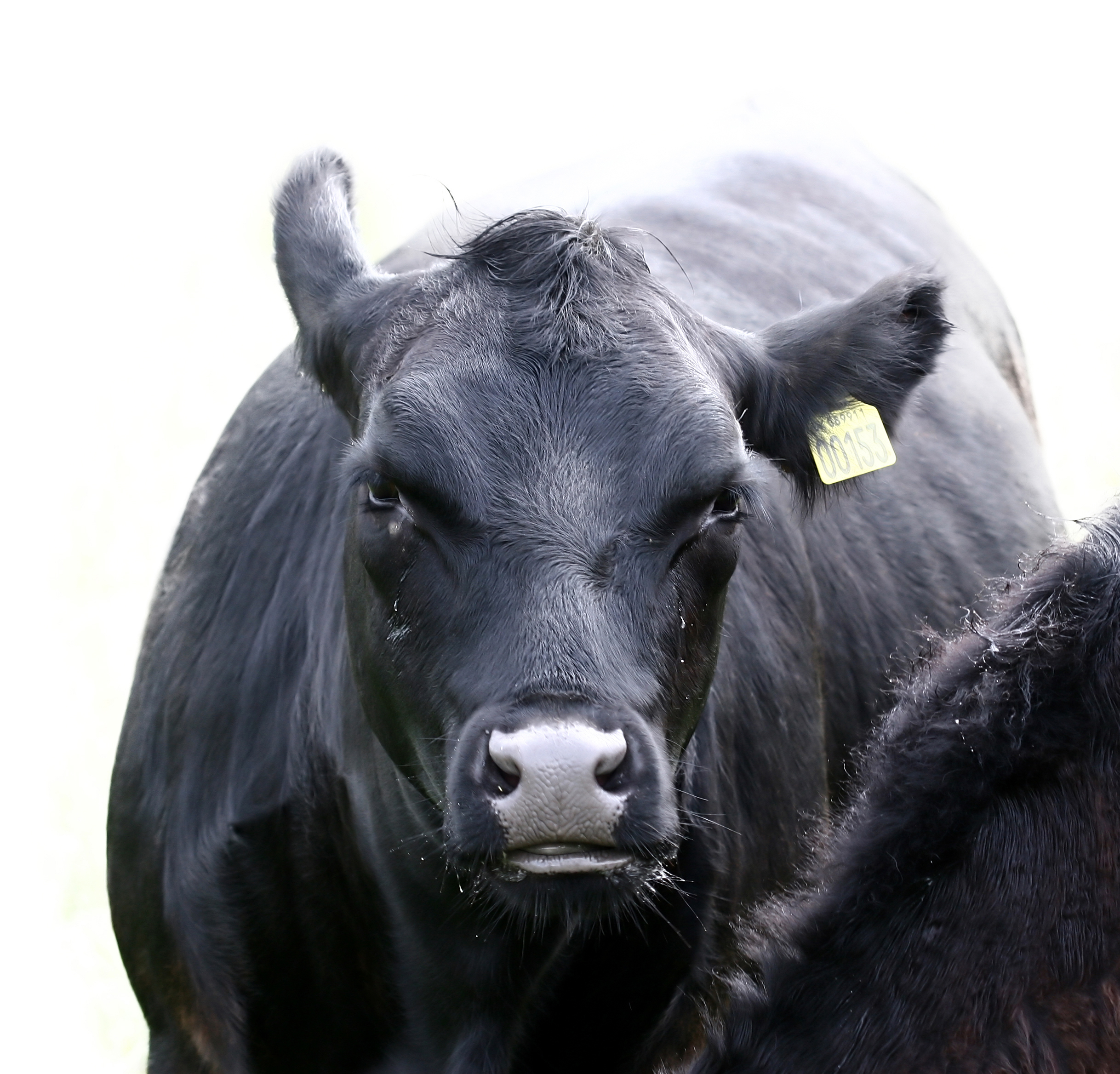 Myaniml expands platform with muzzles to detect disease in cattle