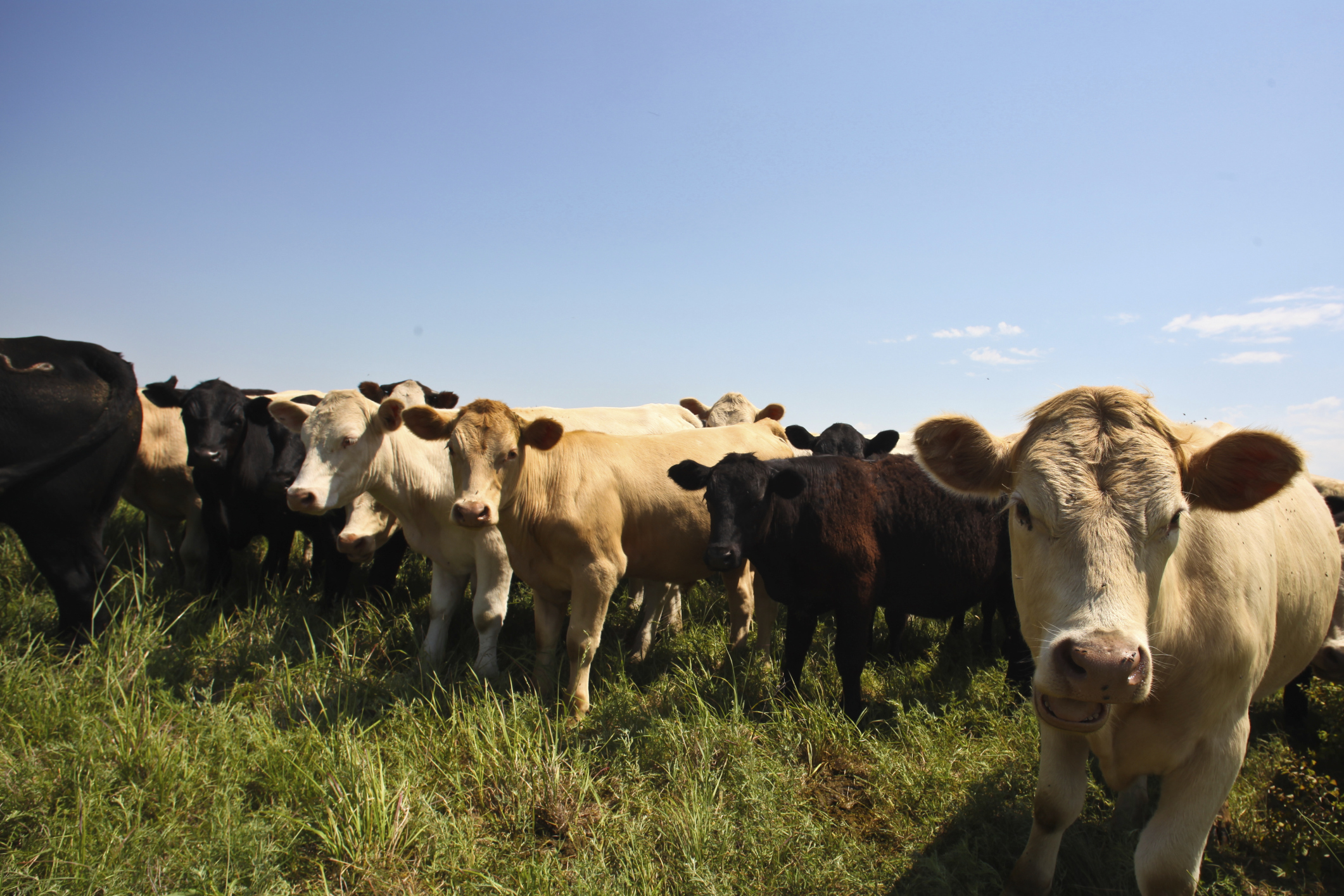 Using Reproductive Tract Scoring for replacement heifer selection