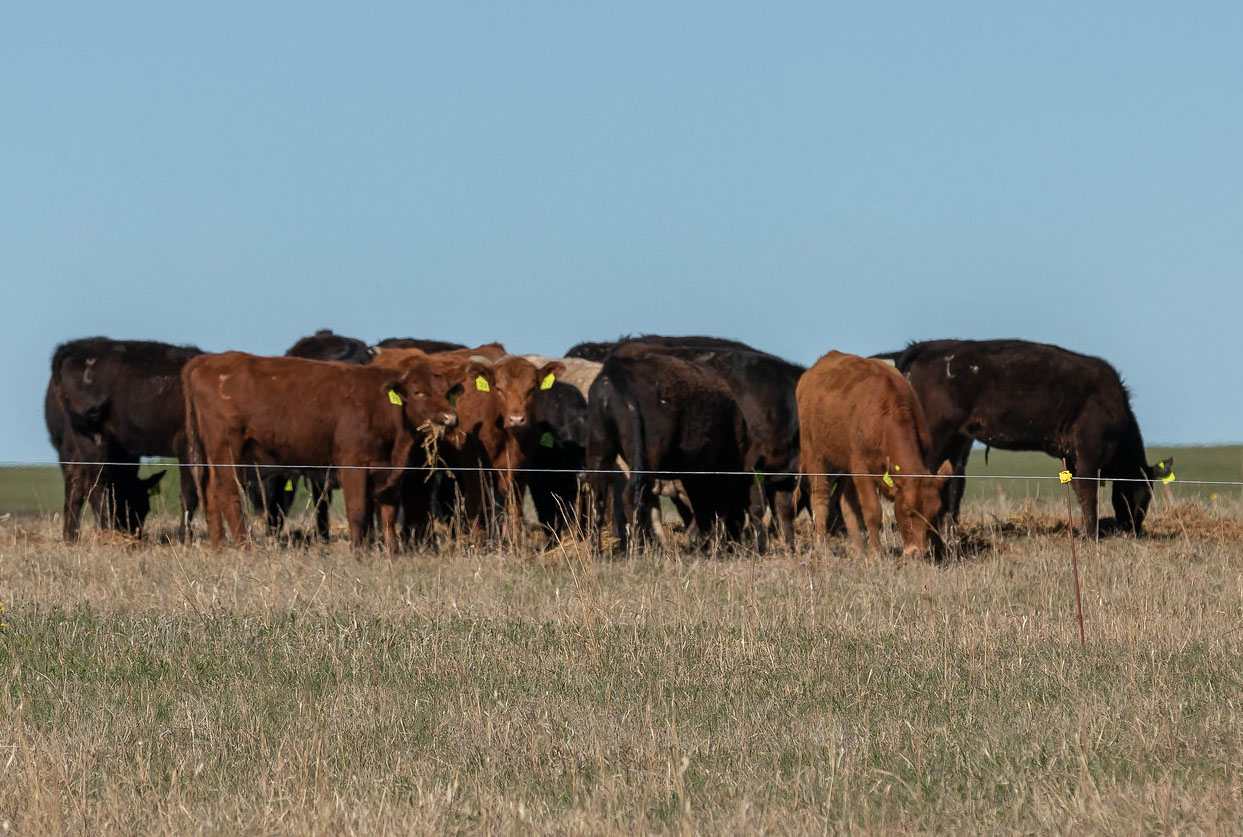 Benefits of an electric fence in a grazing management plan