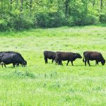 Production to decline as cattle inventory falls again