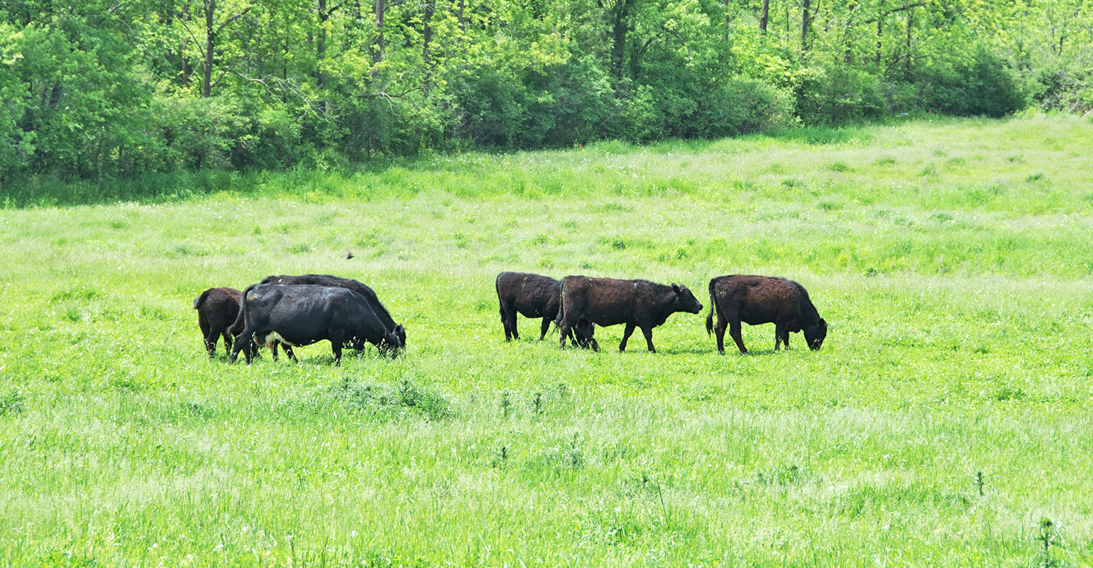 Time to remove fescue seed heads to reduce toxins