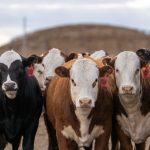 Tenterfield steers to $1632