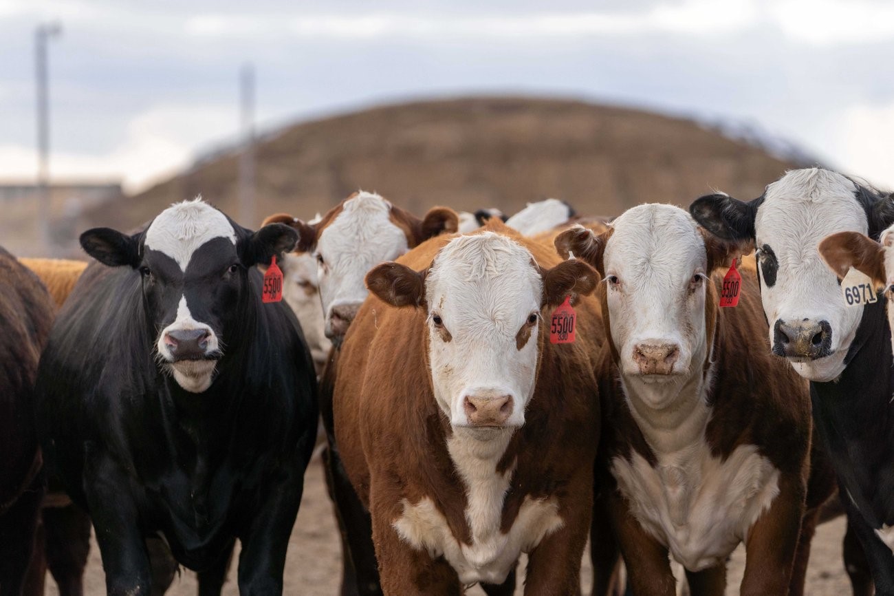 Hereford feeding programs reap rewards for participants